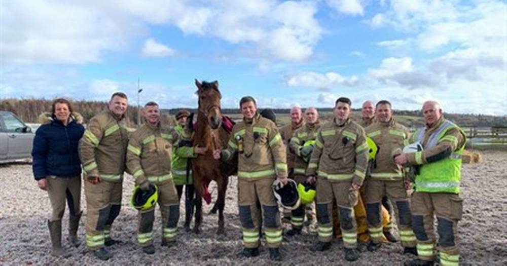 Hero Scots firefighters save horse after two hour rescue mission - www.dailyrecord.co.uk - Scotland
