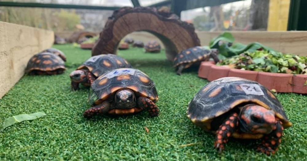 Scots zoo rescue adorable baby tortoises seized during wildlife trafficking operation - www.dailyrecord.co.uk - Scotland