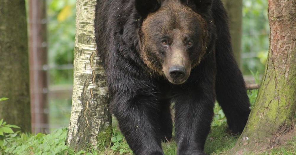 Zoo pays tribute to brave rescue bear Carmen - www.dailyrecord.co.uk - Belgium