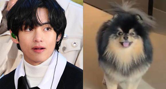 VIDEO: BTS member V's adorable pet dog Yeontan trends worldwide as Tannie accompanies singer during work hours - www.pinkvilla.com