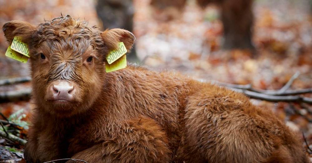 Adorable newborn Highland cow named is Hope to lift spirits at country estate - www.dailyrecord.co.uk - county Cheshire