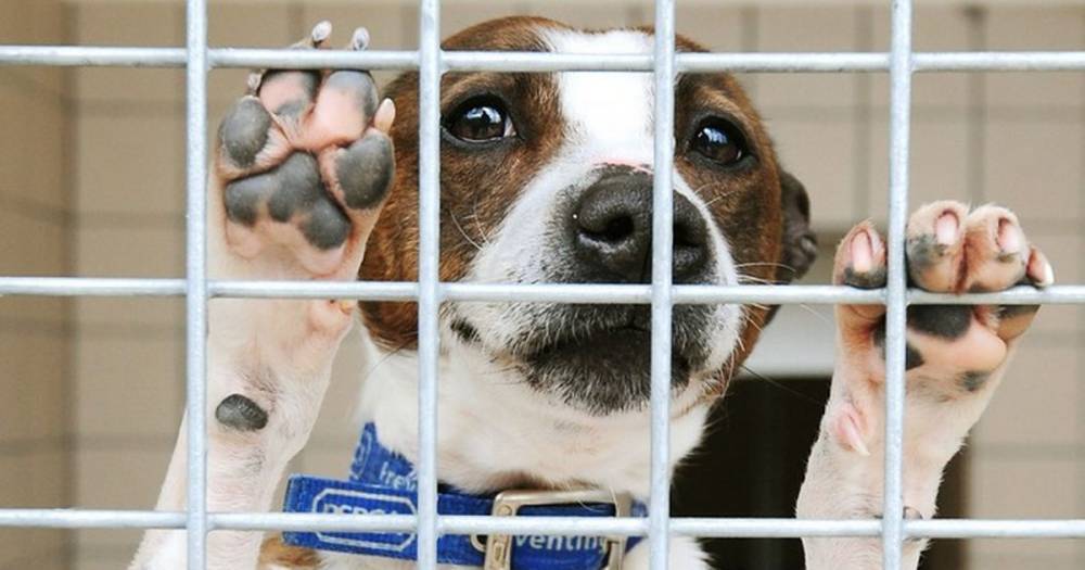RSPCA launches urgent appeal as coronavirus crisis leads to '95 percent loss of income' - www.manchestereveningnews.co.uk - Britain
