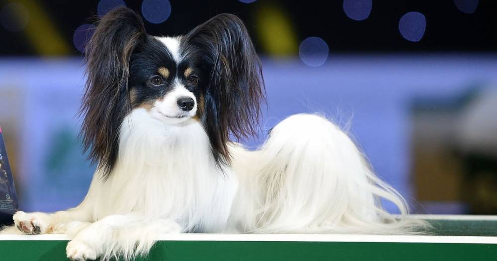 Crufts 2020 - Is it still on, how you can watch on TV and when it starts - www.dailyrecord.co.uk