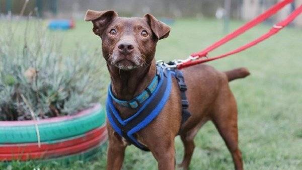 Britain’s loneliest dog looking for new home after 439 days in RSPCA care - www.breakingnews.ie - Britain