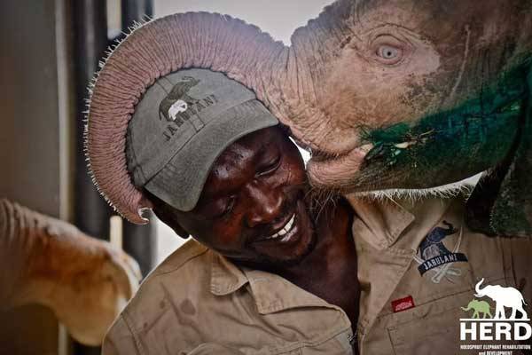 Albino Elephant Rescued From Snare - www.peoplemagazine.co.za