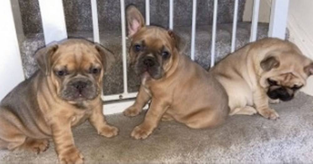 Man 'hands himself in' to police following the theft of three French bulldog puppies in Trafford - www.manchestereveningnews.co.uk - France - Manchester
