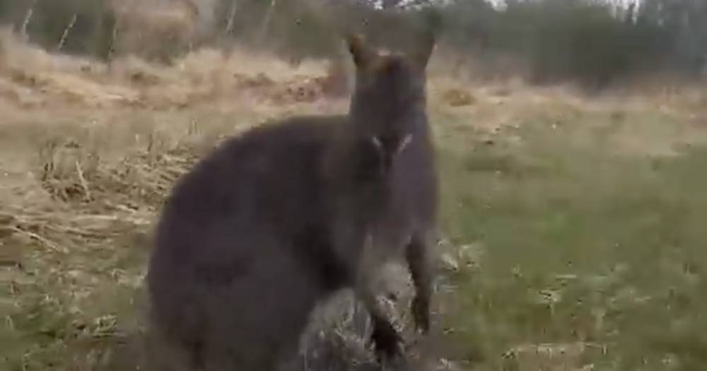 Dog walker left stunned after spotting wallaby while out walking in Scotland - www.dailyrecord.co.uk - Australia - Scotland
