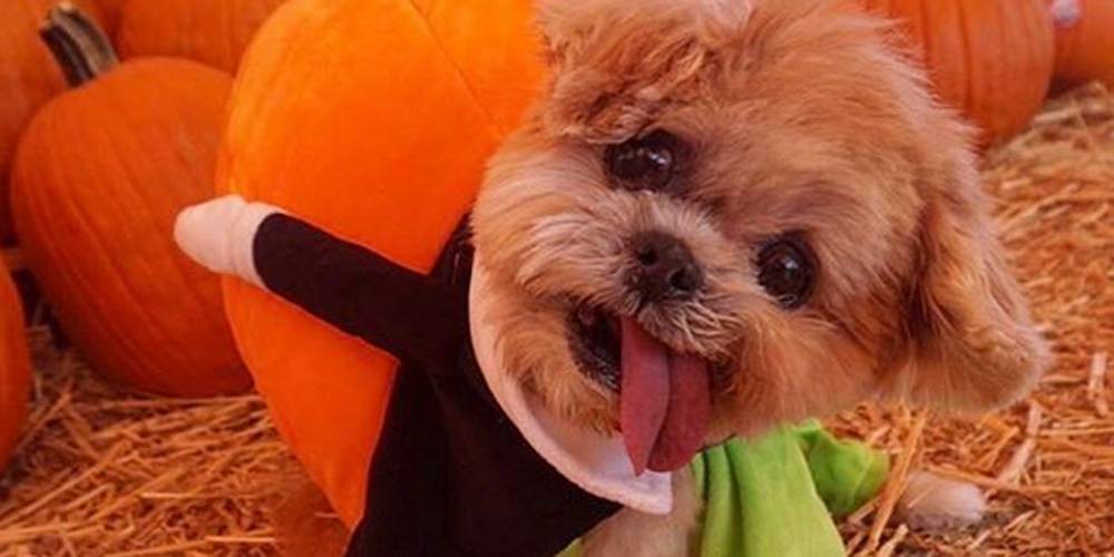 Marnie the Dog Dead - Instagram-Famous Shih Tzu Dies at 18 - www.justjared.com