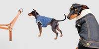 You can now dress your dog in designer denim! - www.lifestyle.com.au - Australia