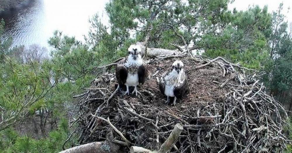 All set to welcome ospreys back to Perthshire - www.dailyrecord.co.uk - Scotland - Gibraltar