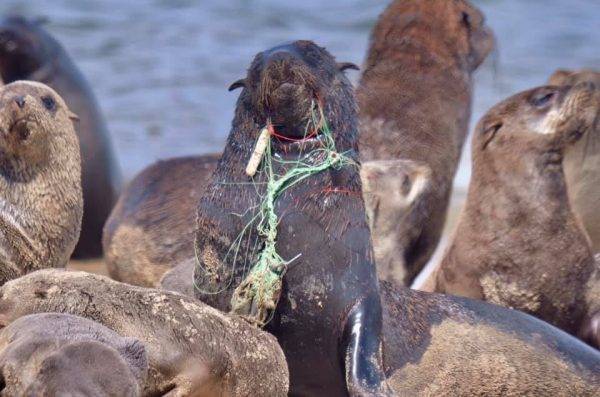 Naude Dreyer Is Heroically Saving Seals From Ocean Waste - www.peoplemagazine.co.za - Namibia - county Bay