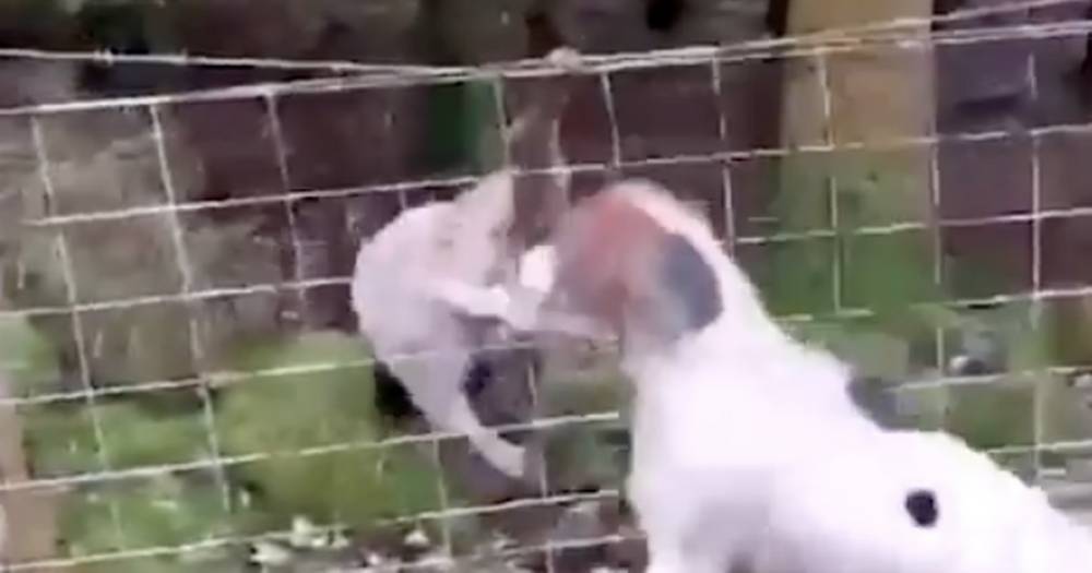 Distressing footage shows Scots fox-hunting hounds hanging from barbed-wire fence as whipper looks on and laughs - www.dailyrecord.co.uk - Scotland - Houston