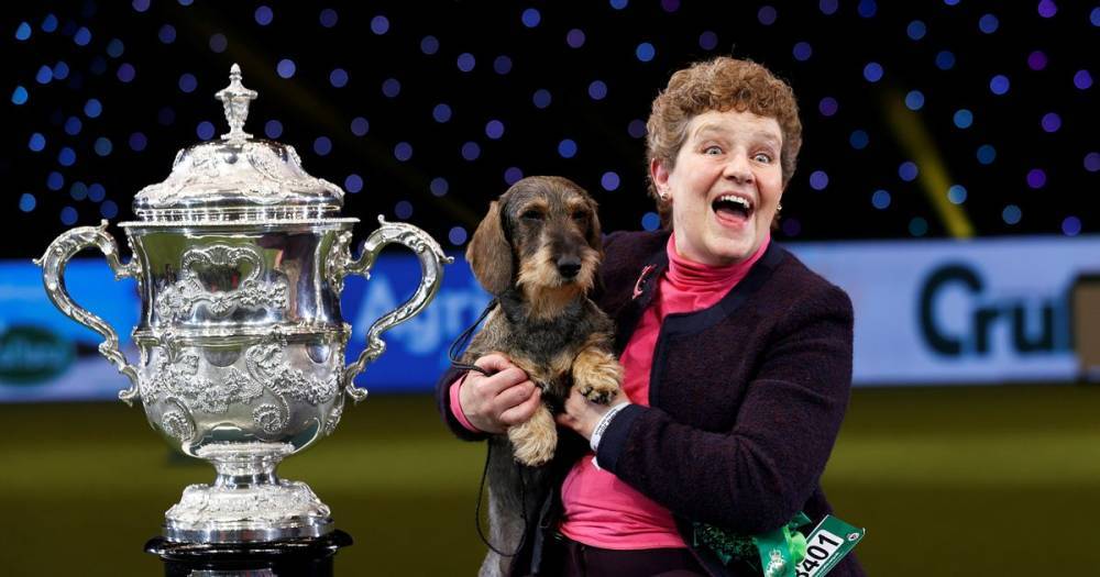 Crufts winning dachshund goes viral after taking poo live on TV during lap of honour - www.dailyrecord.co.uk - Birmingham