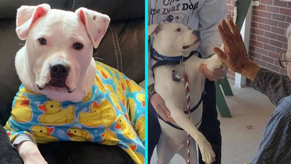 Cole the Deaf Dog Serves as a 'Ray of Sunshine' During These Challenging Times (Exclusive) - www.etonline.com - New Jersey