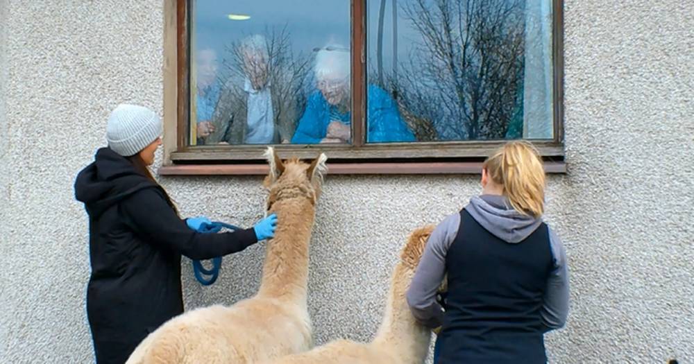 West Lothian care home residents treated to special visit by friendly alpacas - www.dailyrecord.co.uk