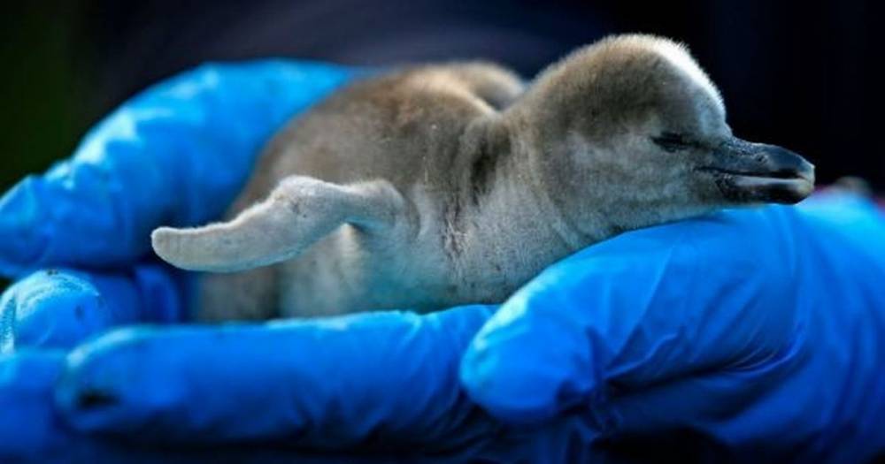 Chester Zoo's live virtual tour is back this Good Friday with some newly hatched penguin chicks - www.manchestereveningnews.co.uk