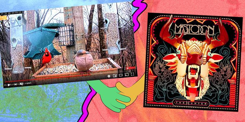 Watch These Nature Webcams While Listening to These Albums - pitchfork.com - city While