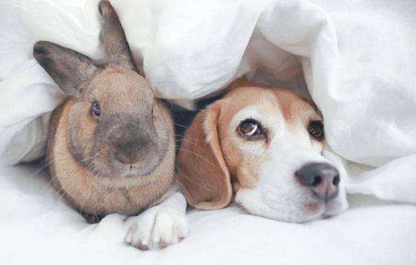 Fur-riends Forever: Adorable Beagle and Bunny Share Special Bond - www.peoplemagazine.co.za - Seattle