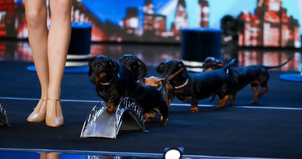 David Walliams swipes at Ant and Dec as Britain's Got Talent delights with dancing sausage dogs - www.manchestereveningnews.co.uk - Britain