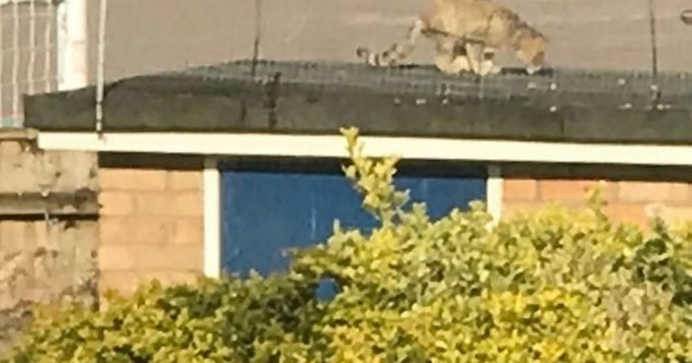 Shock as 'large wildcat with claws' spotted wondering near city centre back garden - www.dailyrecord.co.uk