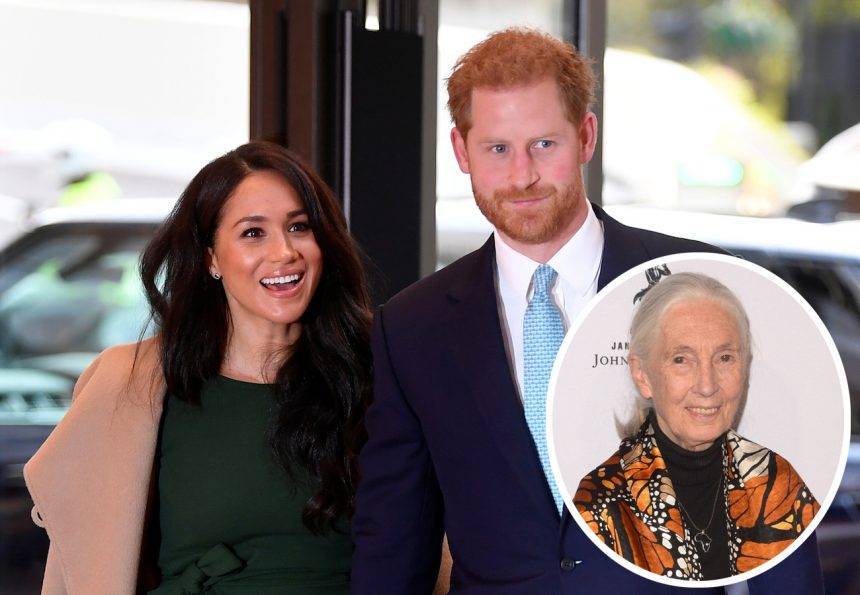 Jane Goodall - Harry Is - Prince Harry Is ‘Finding Life A Bit Challenging’ Post-Megxit, According To Friend Dr. Jane Goodall - perezhilton.com