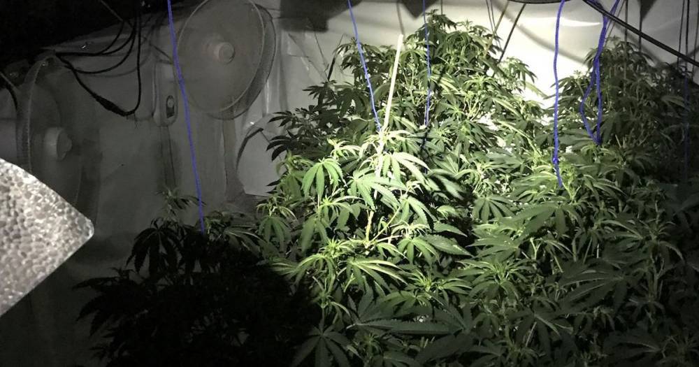 Police discover big cannabis farm in Tameside - and post tongue-in-cheek message to the owner - www.manchestereveningnews.co.uk - Manchester