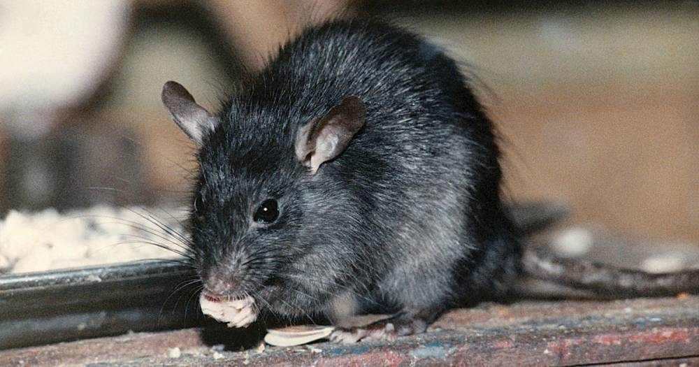 Rat invasion as desperate rodents raid homes in search of food during lockdown - www.dailyrecord.co.uk - Britain