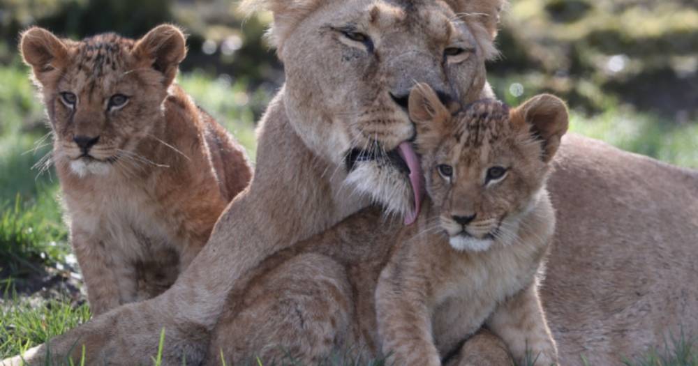 Blair Drummond Safari Park reveals names of two adorable lion cubs - and you can watch them on webcam - www.dailyrecord.co.uk - Scotland