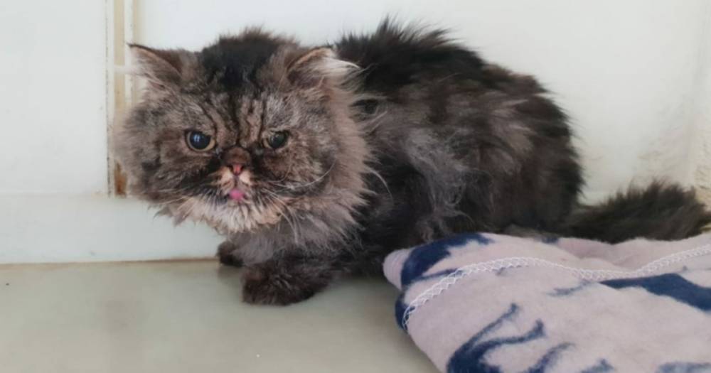 Cruel Scots thugs tie starved cat to fence with fur so matted rescuers forced to shave it off - www.dailyrecord.co.uk - Scotland - Iran - city Alexandria