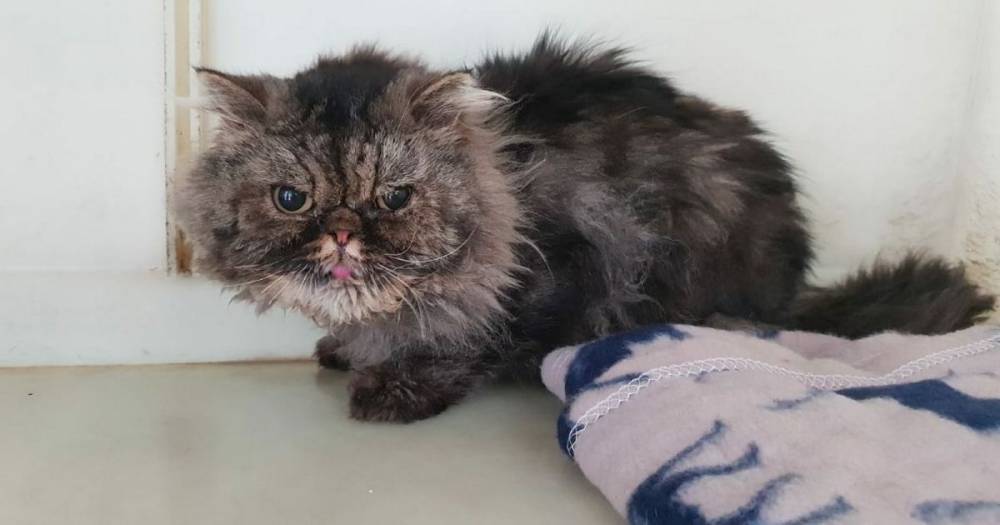 Neglected Persian cat cruelly tied to fence in Bonhill and abandoned - www.dailyrecord.co.uk - Scotland - Iran