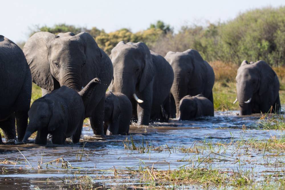 These elephants travel thousands of miles for water - nypost.com - Botswana - Zimbabwe - Angola