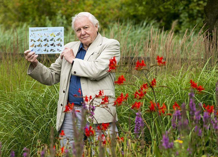David Attenborough among celebs to star in new BBC home schooling programme - evoke.ie
