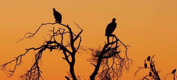 Endangered Wildlife Trust Series: Vultures For Africa - www.peoplemagazine.co.za - city Johannesburg