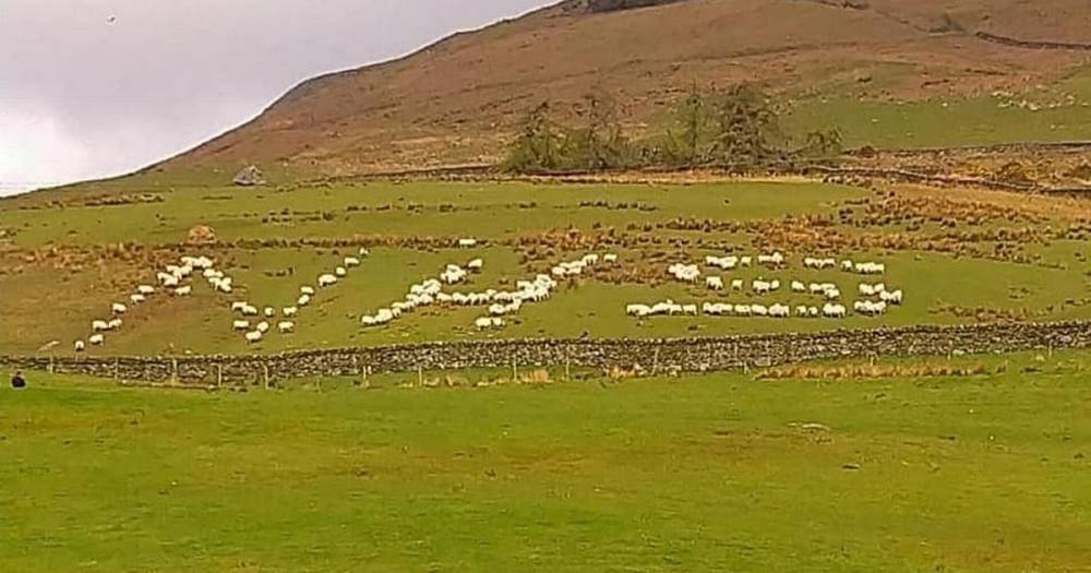 Sheep at Loch Lomond farm give massive "thank ewe" to NHS - www.dailyrecord.co.uk