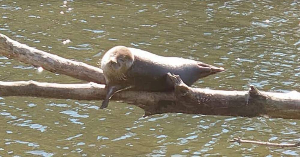 Scottish seal climbs up tree for nap leaving leaving bystanders stunned - www.dailyrecord.co.uk - Britain - Scotland - city Aberdeen
