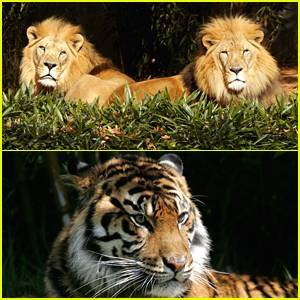 More Tigers & Lions Test Positive For Coronavirus at Bronx Zoo - www.justjared.com