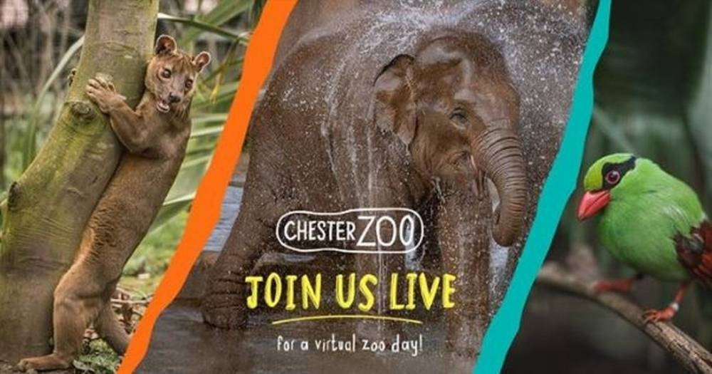 Chester Zoo's elephants will be having a pool party in this week's live virtual tour - www.manchestereveningnews.co.uk