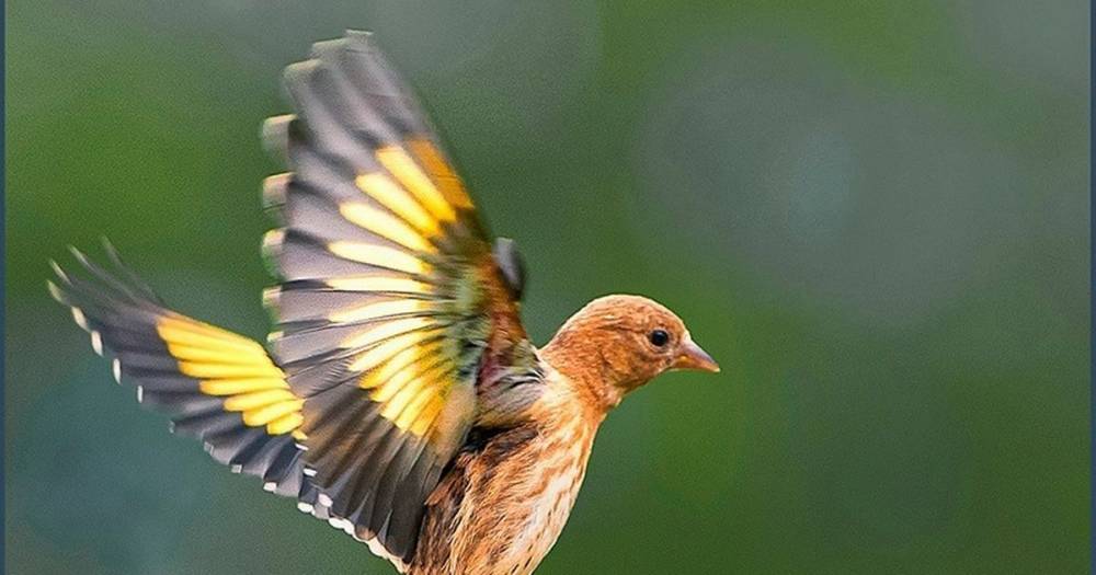The top 10 birds to look out for in your garden - www.manchestereveningnews.co.uk