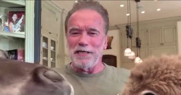 Jimmy Kimmel at Home: Arnold Schwarzenegger interview interrupted by donkey and a tiny horse - www.msn.com - California