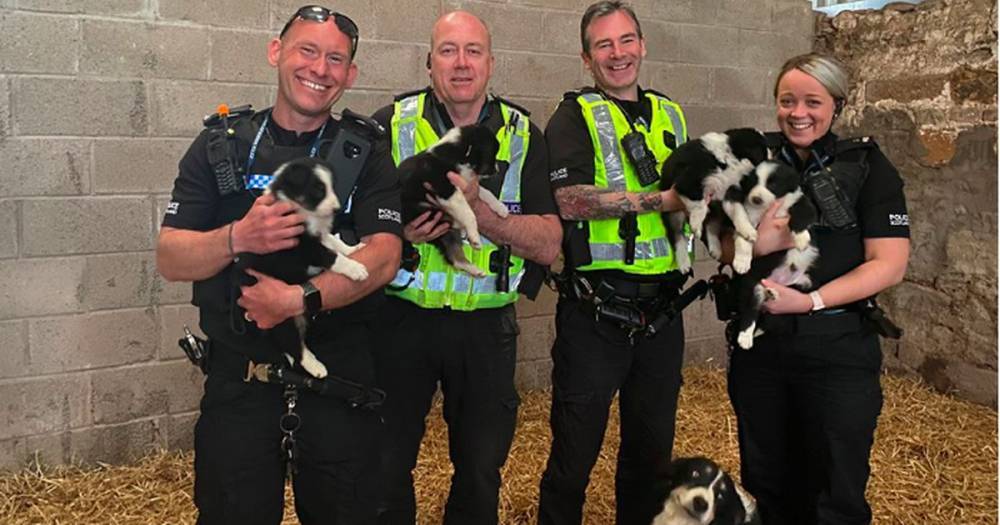 Eight puppies stolen from Scots farm reunited with mum - www.dailyrecord.co.uk - Scotland