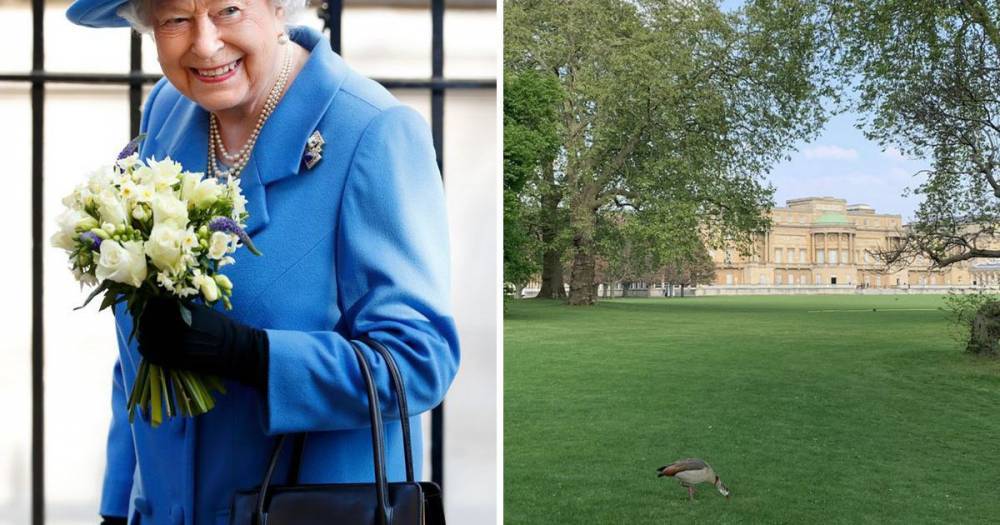 The Queen has offered a rare glimpse of the stunning Buckingham Palace gardens - www.ok.co.uk