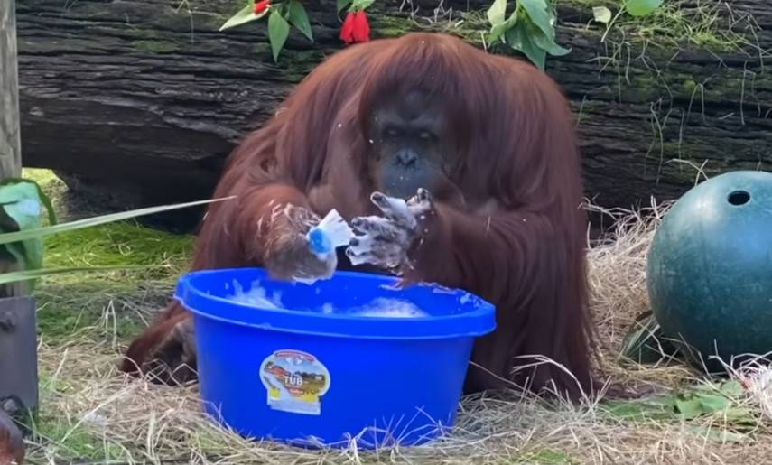 WATCH: Sandra The Orangutan Washes Her Hands To Show The Public How It’s Done - www.peoplemagazine.co.za - city Sandra