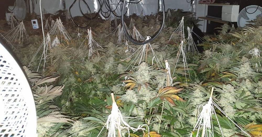 'Have you lost some plants?': Police uncover huge cannabis farm in Horwich - www.manchestereveningnews.co.uk - Manchester
