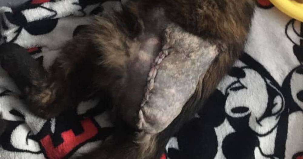 Police appeal after two cats are maimed in 'cruel' attacks in Wigan - www.manchestereveningnews.co.uk - county Lane