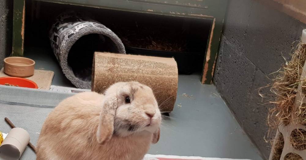 SSPCA appeal for hay donations to Hamilton centre after influx of rabbits - www.dailyrecord.co.uk - Scotland - Guinea - county Hamilton