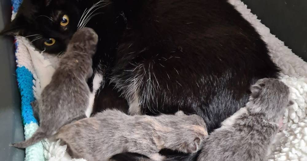 Ayrshire SSPCA in urgent appeal for kitten food after rescued cat gave birth - www.dailyrecord.co.uk - Scotland