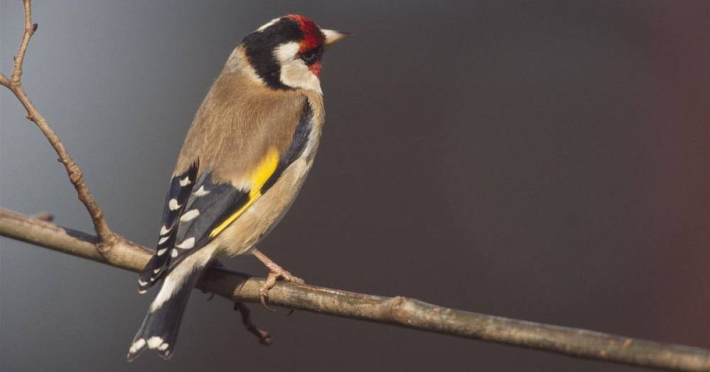 "Making goldfinches plump feeds my soul": How Britain's birds can dazzle on a drab day - www.manchestereveningnews.co.uk - Britain