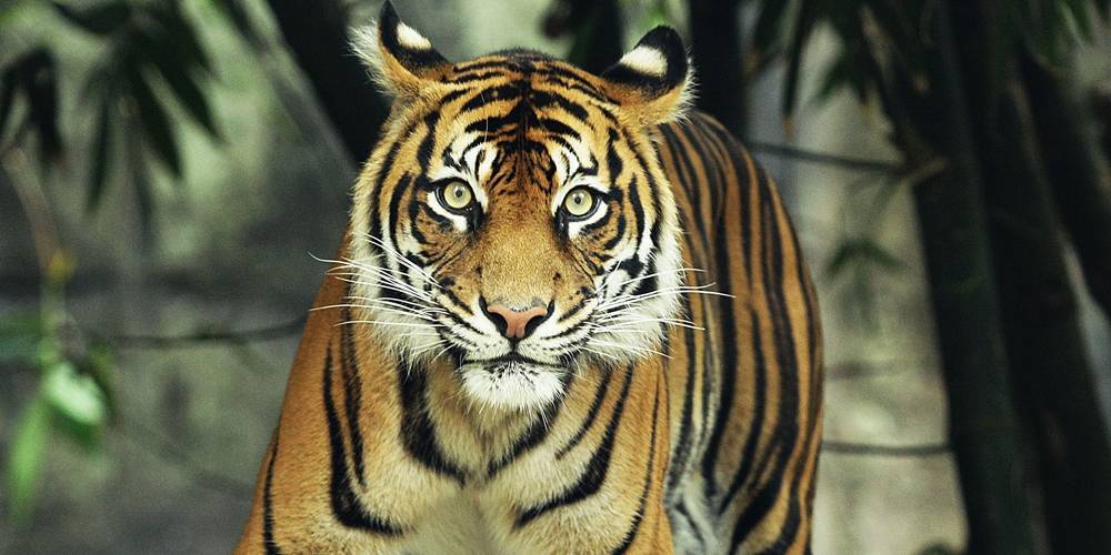 Tiger at Bronx Zoo Tests Positive For Coronavirus - www.justjared.com