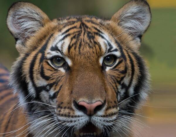 Tiger Tests Positive for Coronavirus at Bronx Zoo But Is Expected to Recover - www.eonline.com - New York