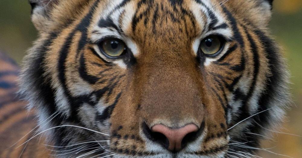 Tiger tests positive for coronavirus at Bronx Zoo - www.dailyrecord.co.uk - USA